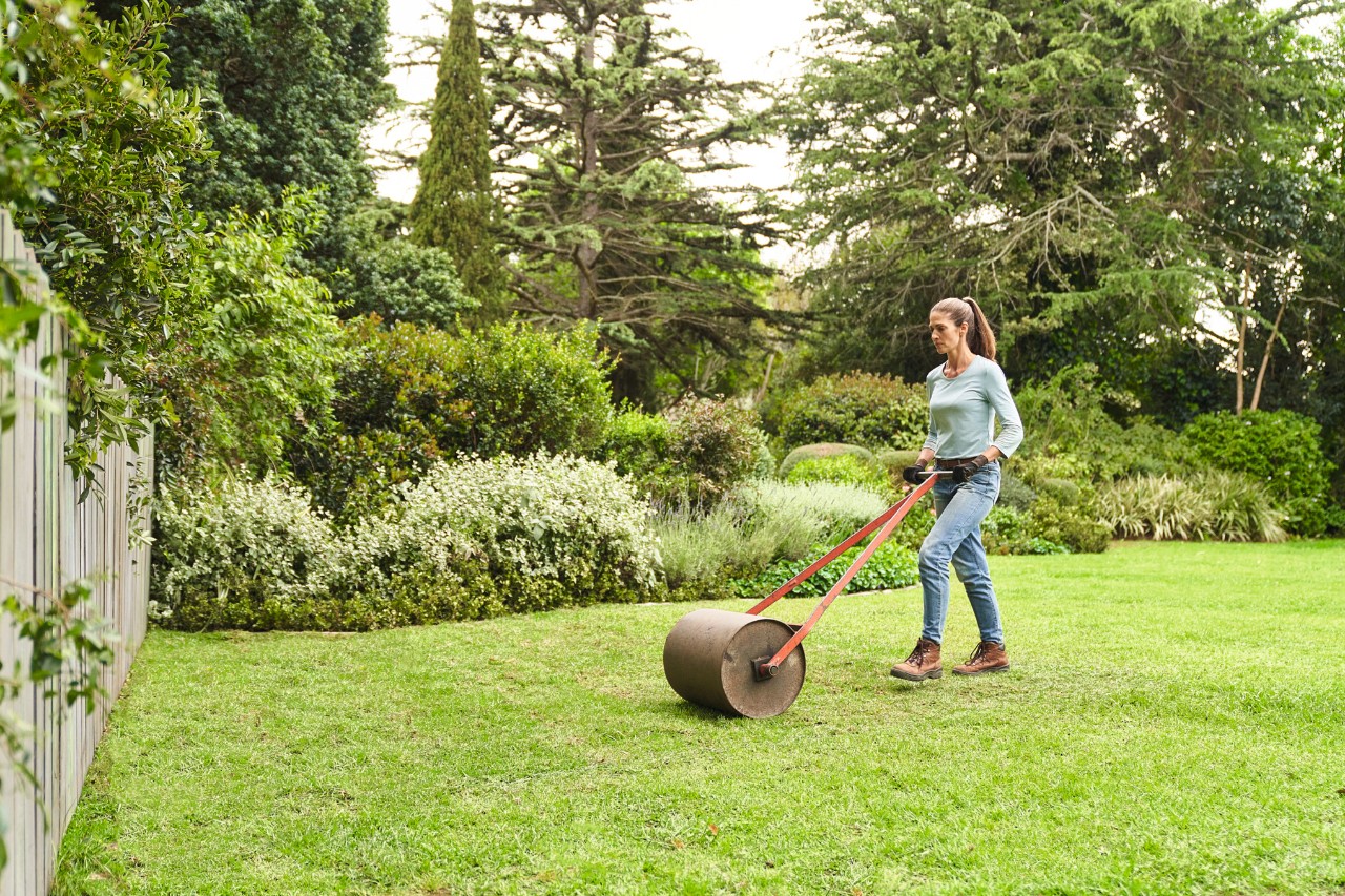 A woman using a roller on fully laid rolled turf in a large garden