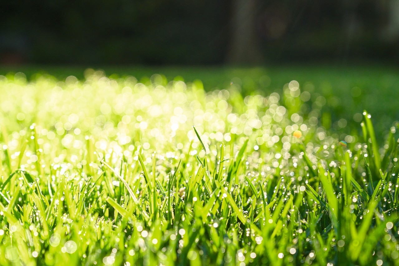 Close-up: moist, freshly laid rolled turf