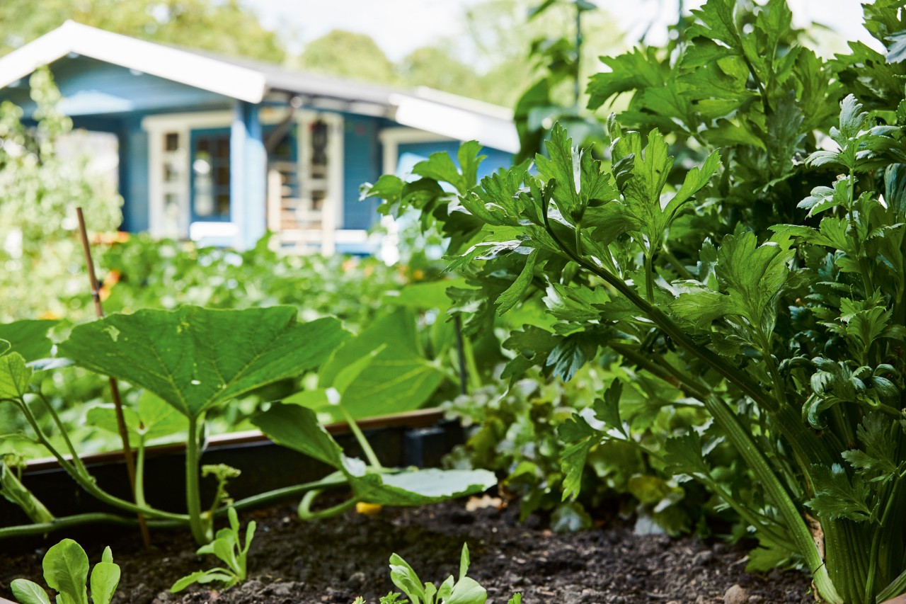 Vegetable bed with parsley and other plants after mulching