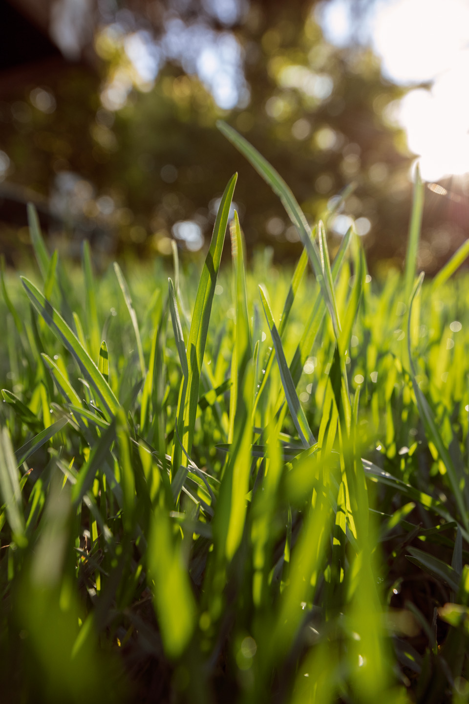 Green grass in sunshine