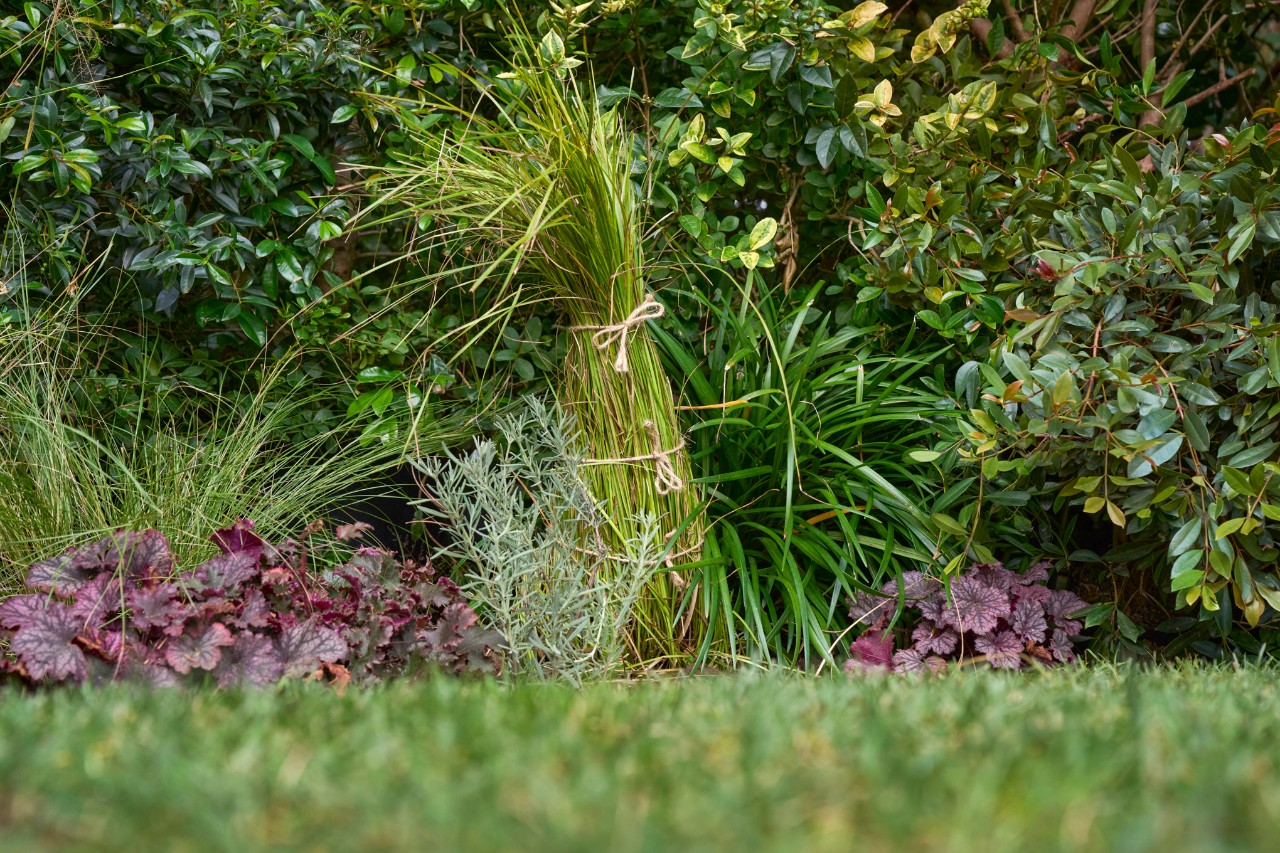 A garden scene with trees and bushes