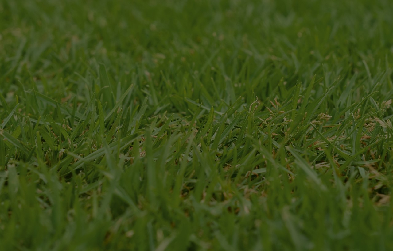 Close-up of blades of grass with ice and snow crystals