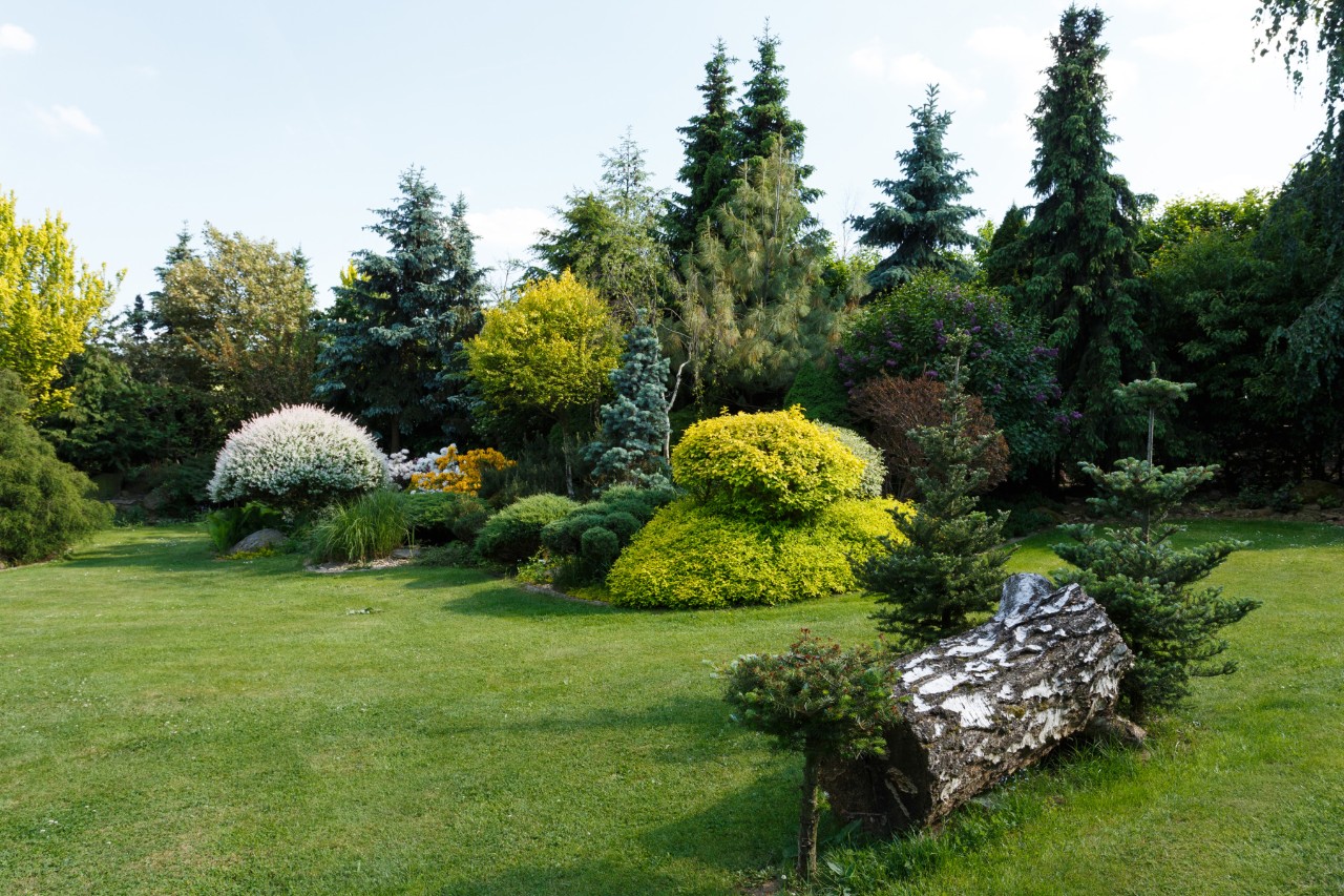Evergreen conifers and shrubs on a garden plot