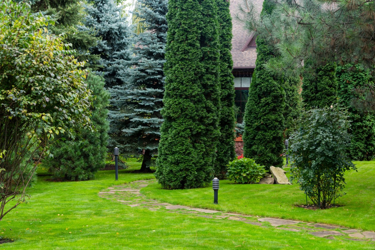 Garden plot with lawn and evergreen trees