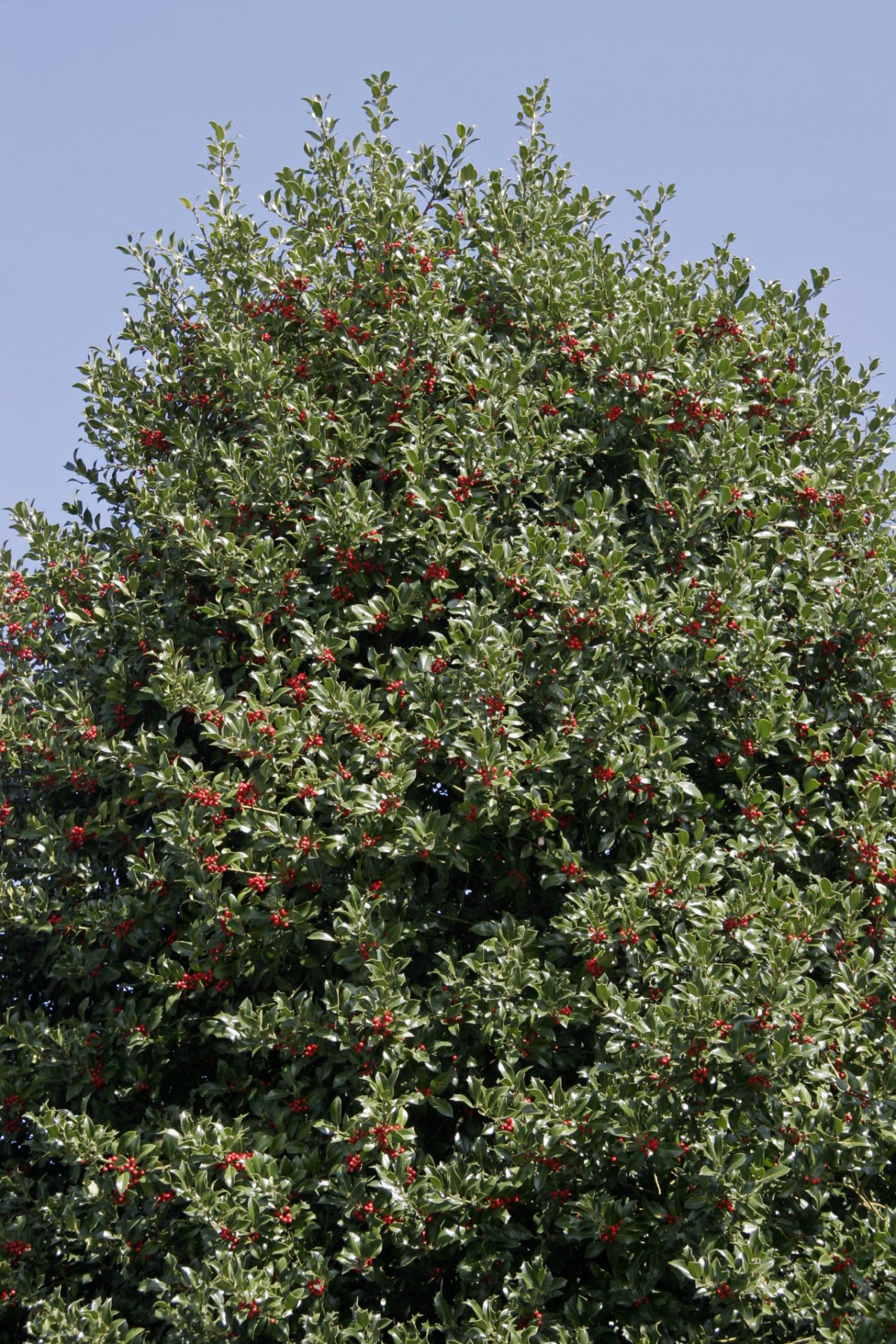 European holly evergreen shrub with red berries under a blue sky 
