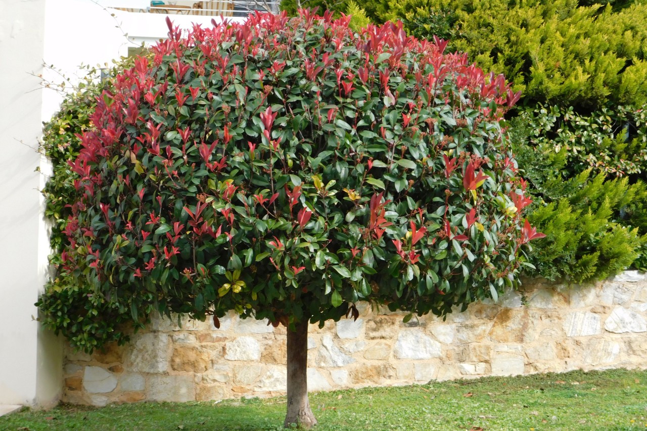 Red tip photinia in front of a garden wall