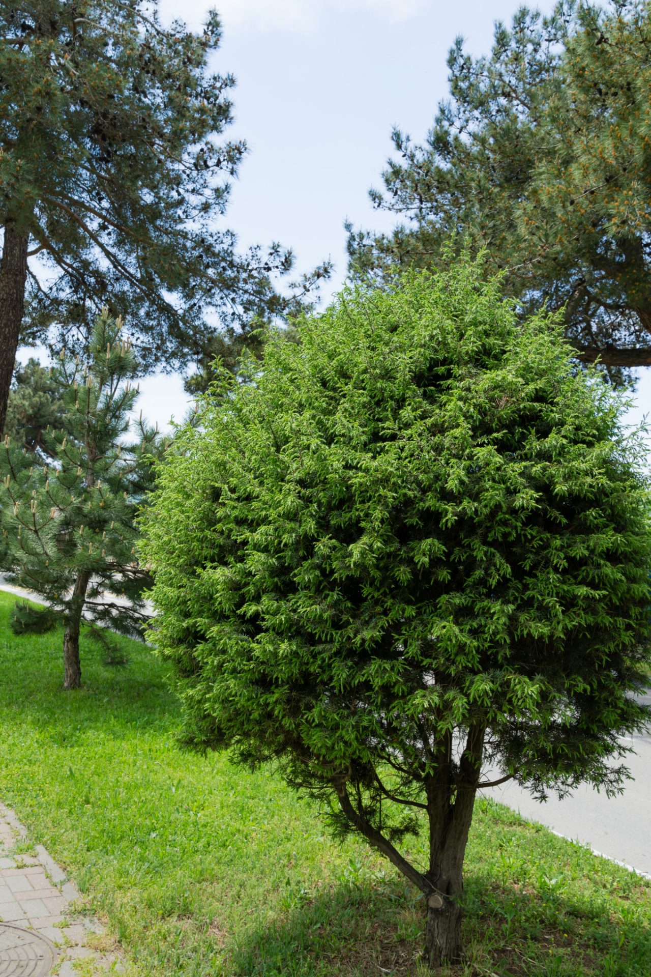 Common juniper at the edge of a path