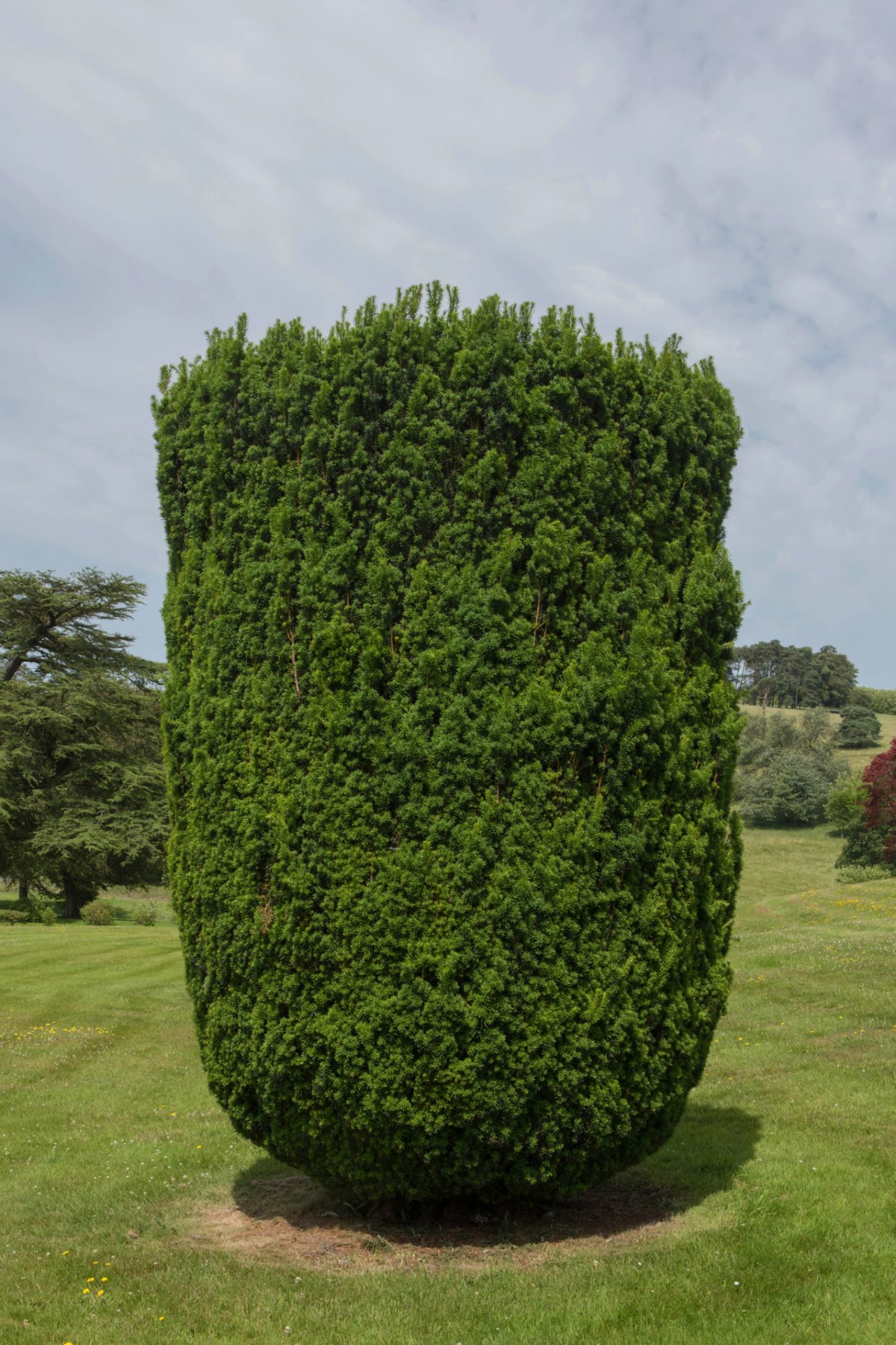Neatly trimmed English yew evergreen tree in a meadow