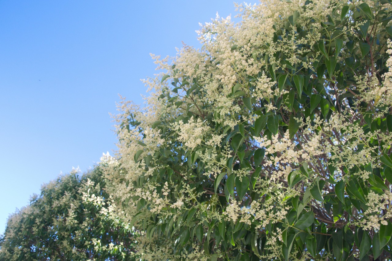 Oval-leaved privet with white flowers