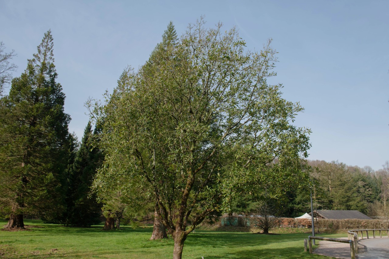 Turner’s oak under blue sky