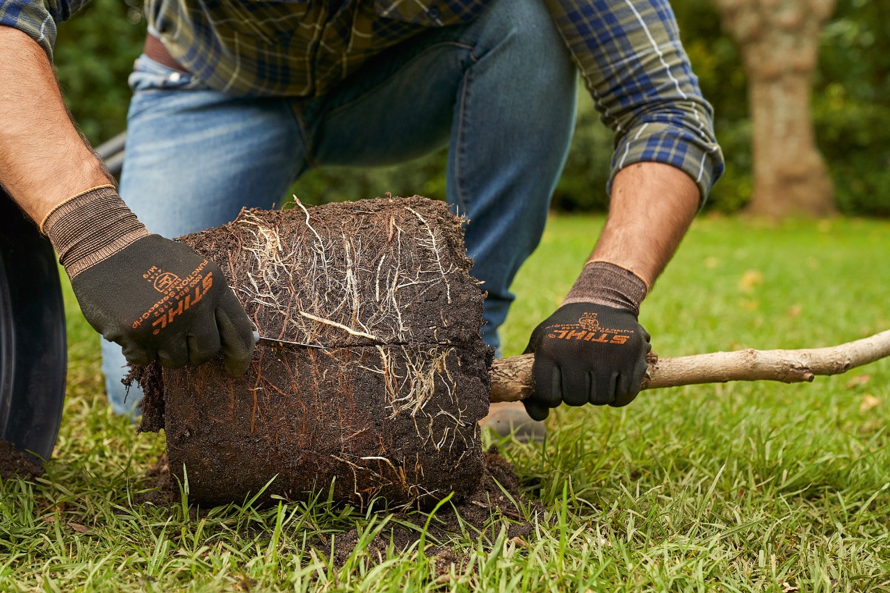 A man wearing STIHL protective gloves scoring the root ball of a containerised tree