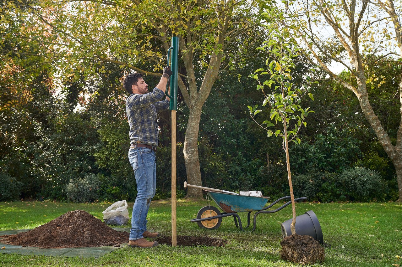 A man places a support stake in the ground to plant a tree