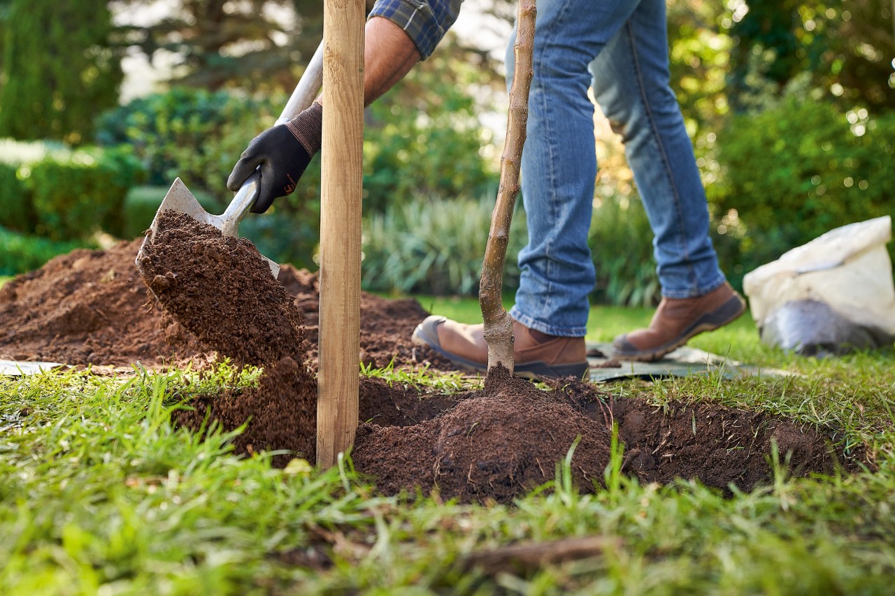 A man wearing STIHL protective gloves using a spade to fill a planting hole with soil while planting a tree.