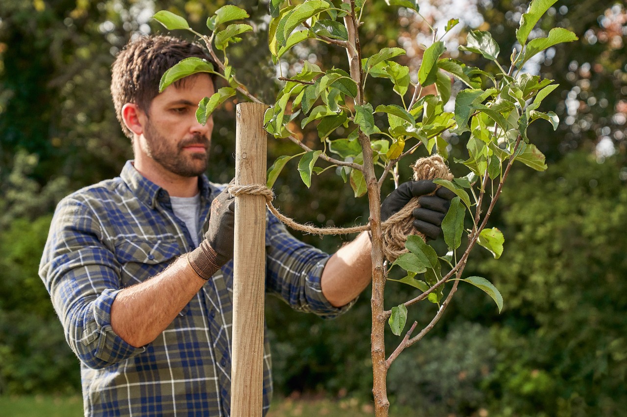 A man securing a planted tree to a support stake with a rope