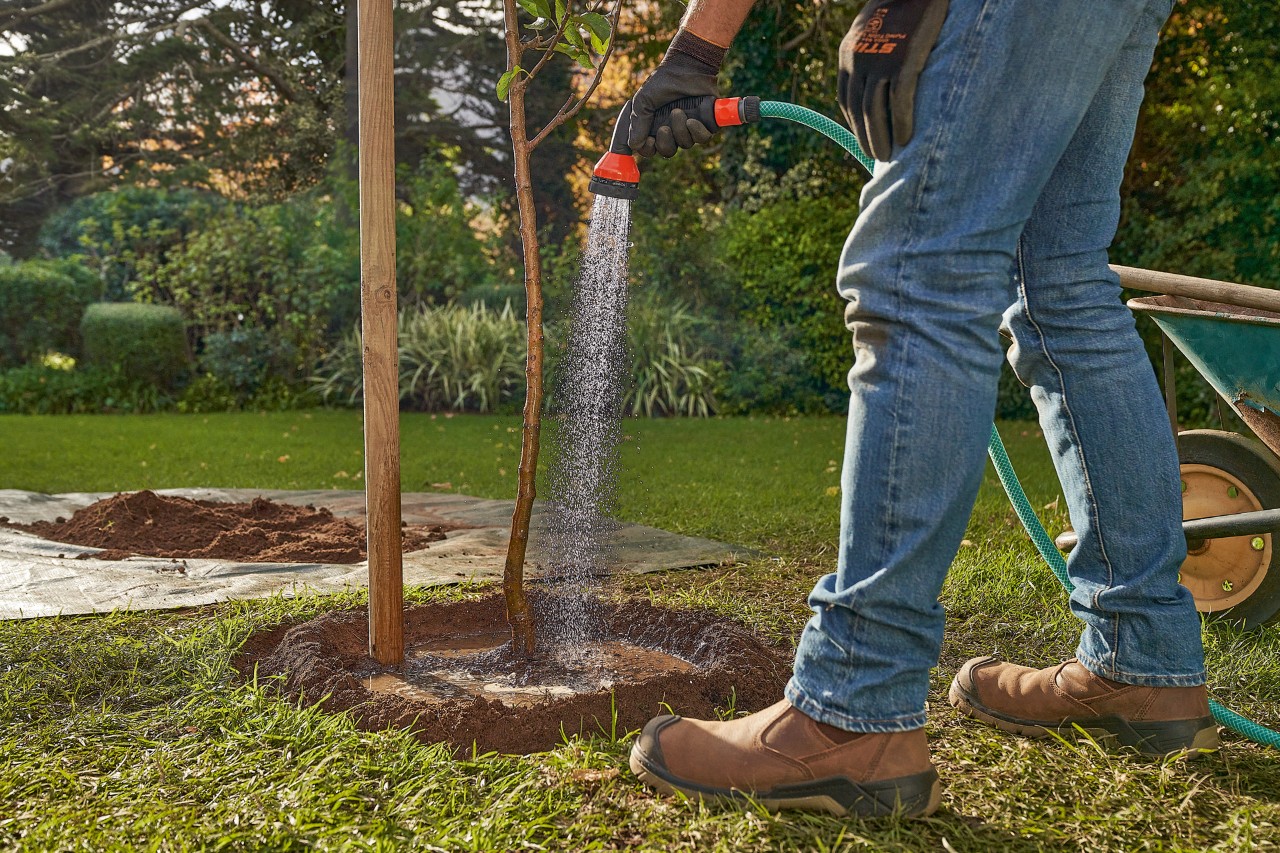 A man watering the trough around a freshly planted tree with a garden hose