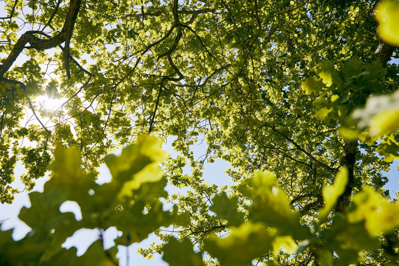 Sunlight falls through the dense, green canopy of a tree