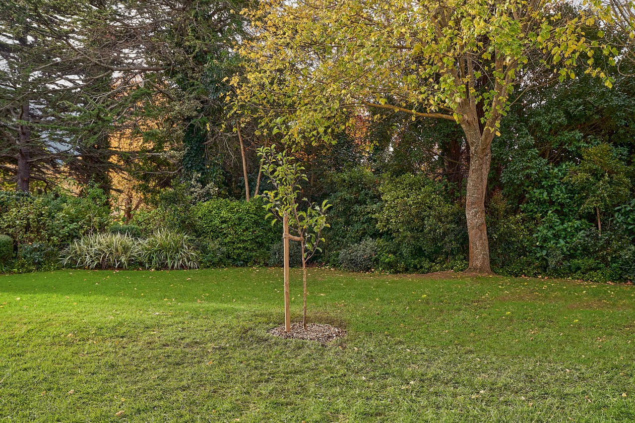 A planted deciduous tree with a support stake in the garden.