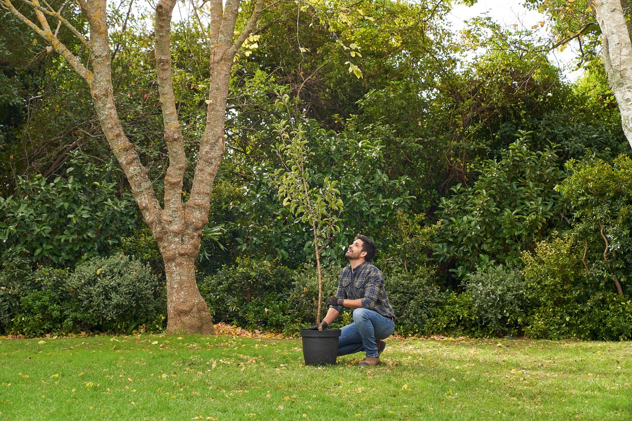 A man kneeling in the garden next to a containerised tree for planting 