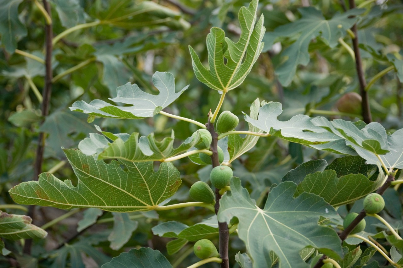 Figs on a branch
