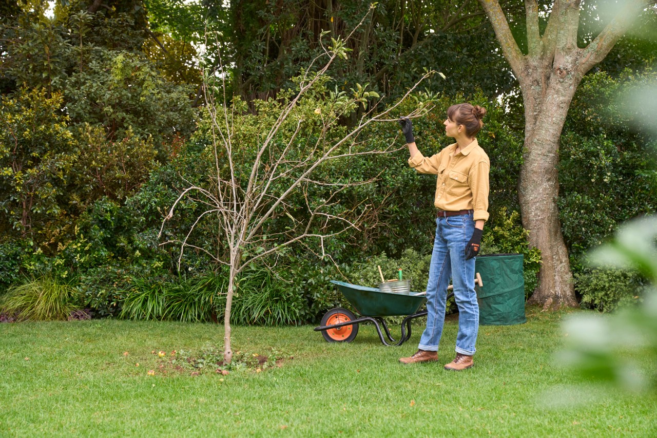 A woman pruning a fruit tree