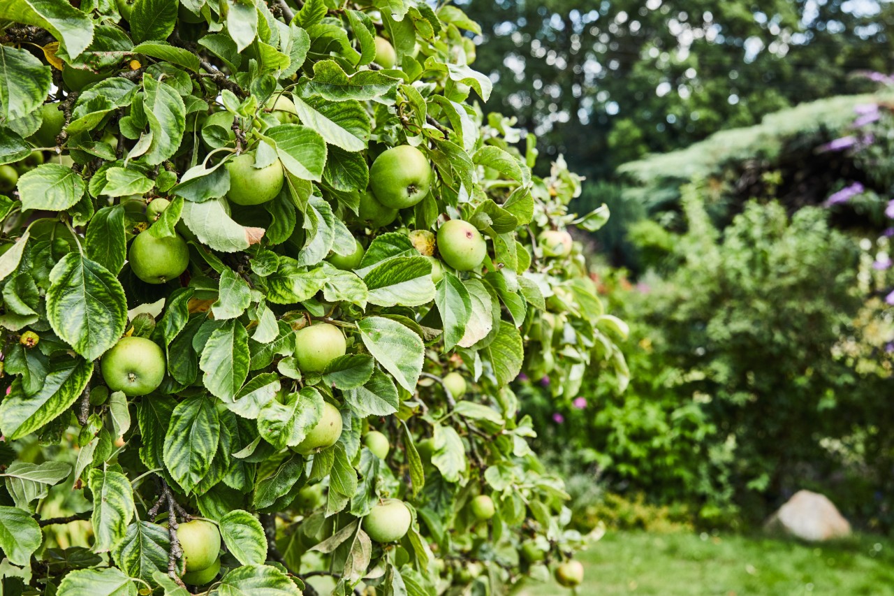 Apple tree with lots of green apples