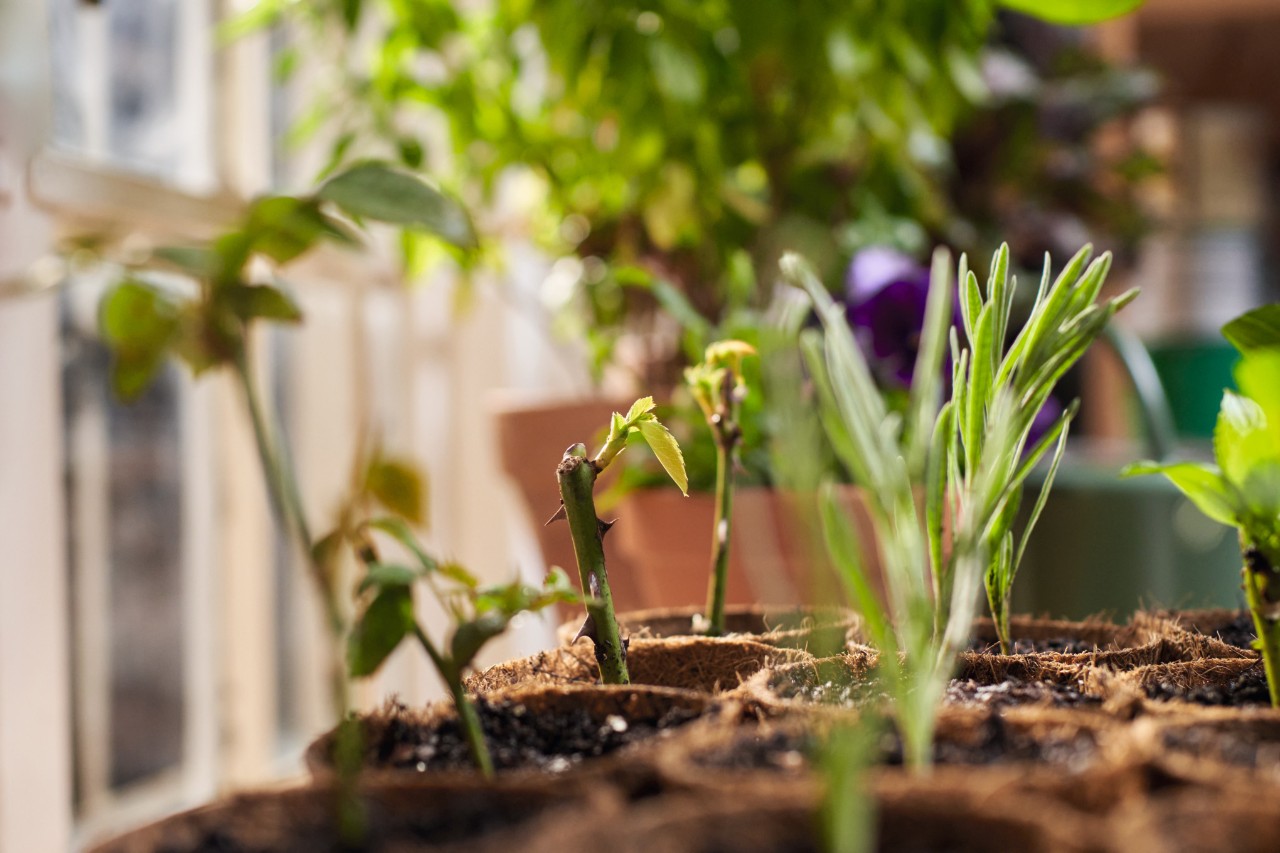 Cuttings in pots with soil
