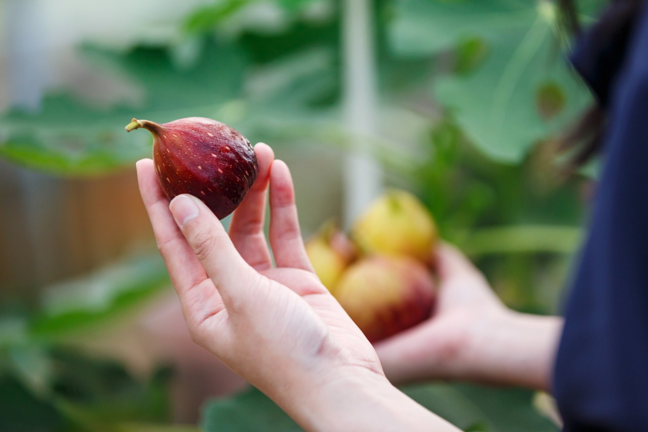 Close-up of a person holding a fig in their hand