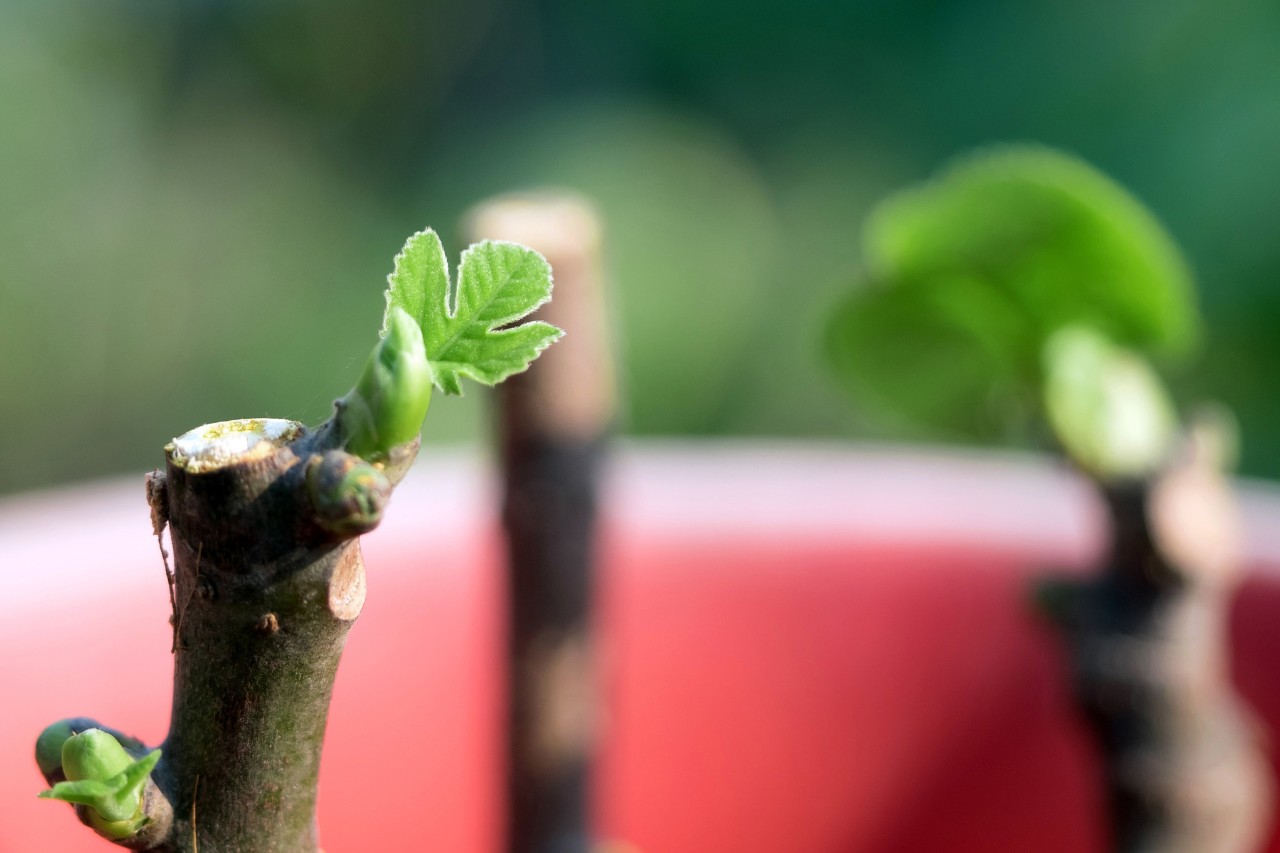 A young leaf grows from the fig stem