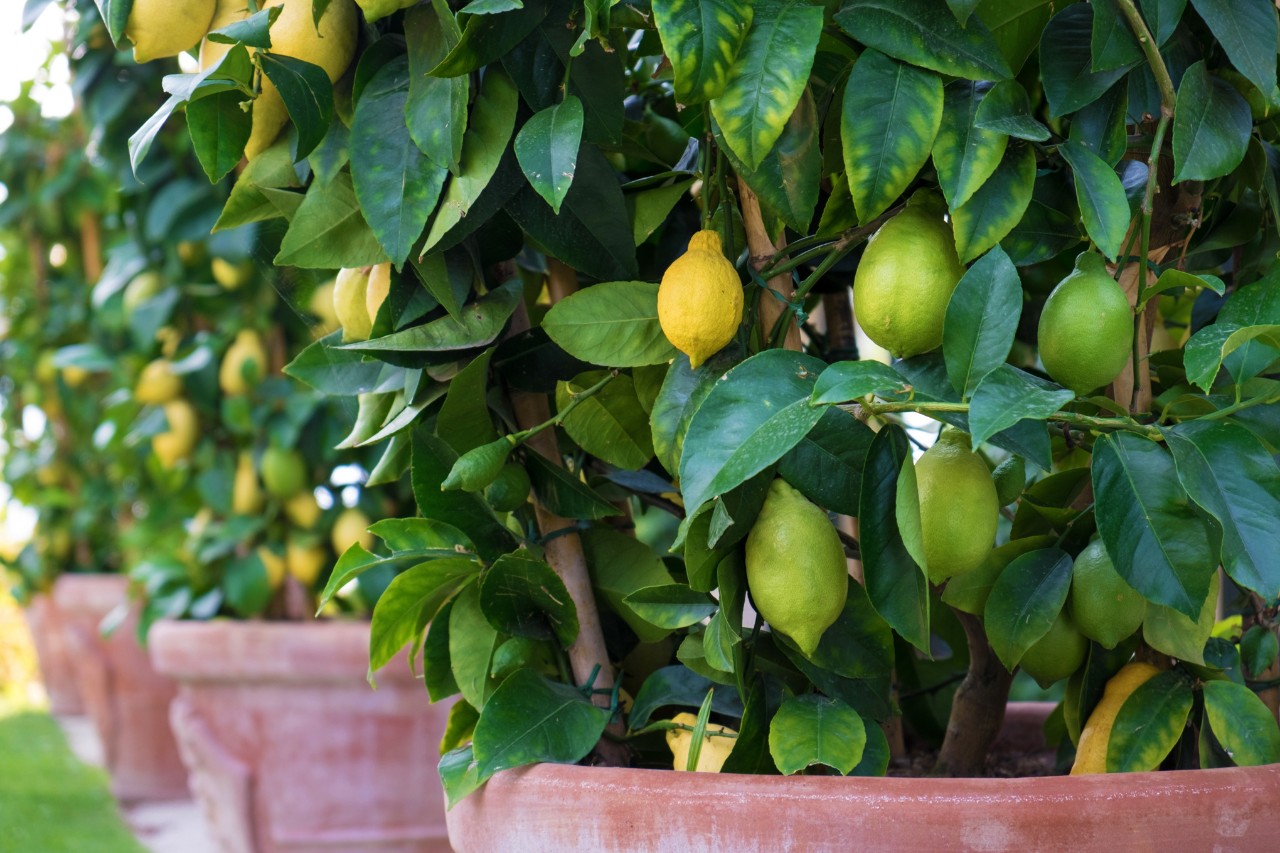 A row of lemon trees in plant pots