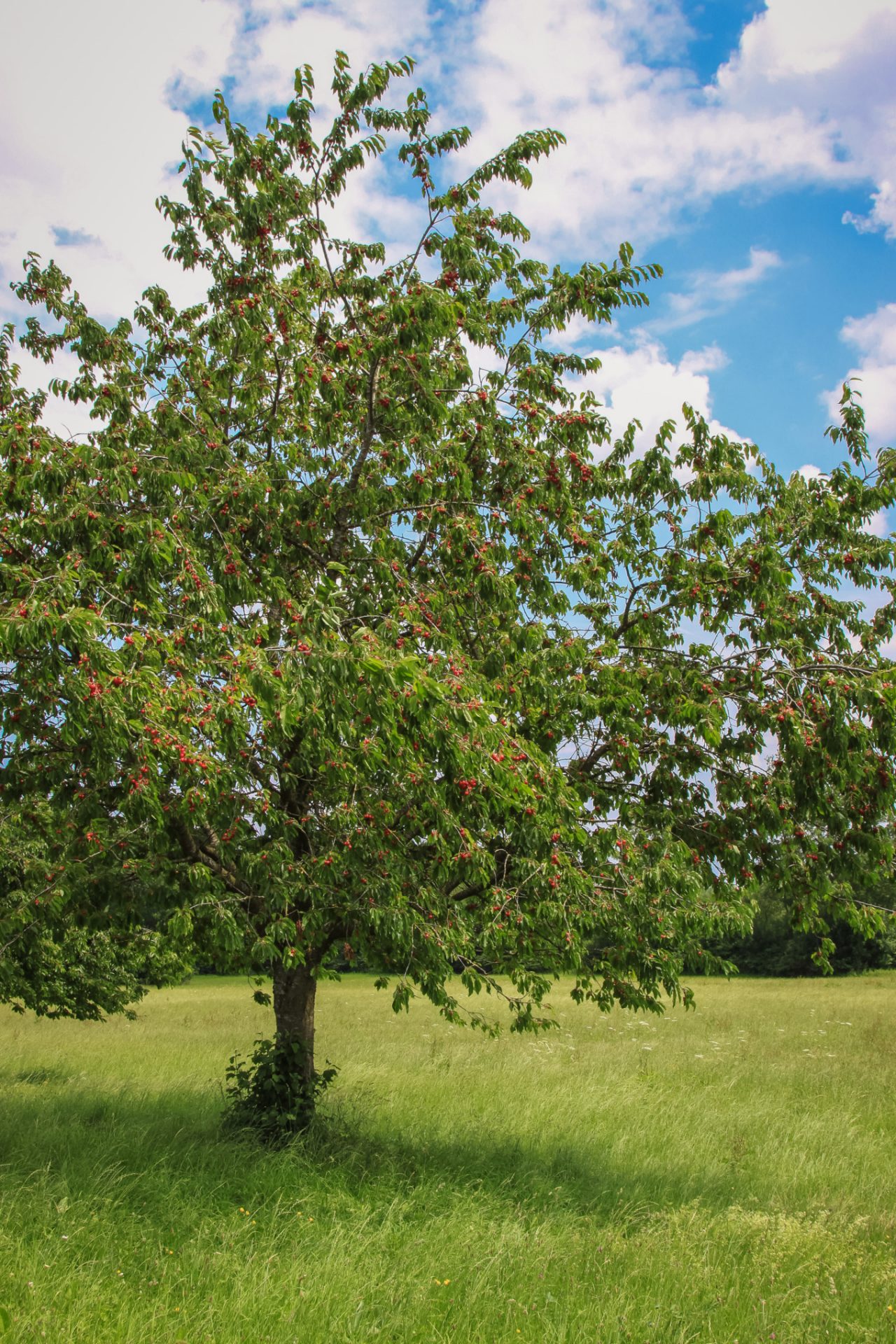 Cherry tree with lots of fruit in a meadow