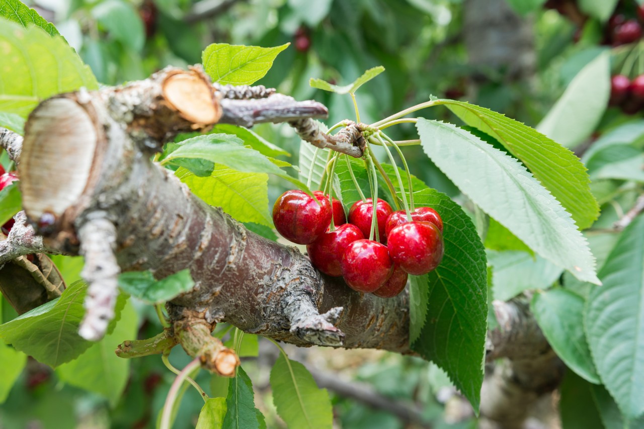 Sweet cherries on a tree