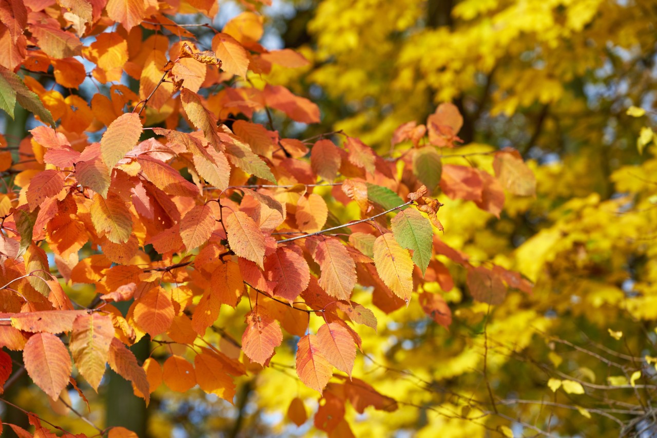 Autumnal cherry tree with orange-red-coloured leaves