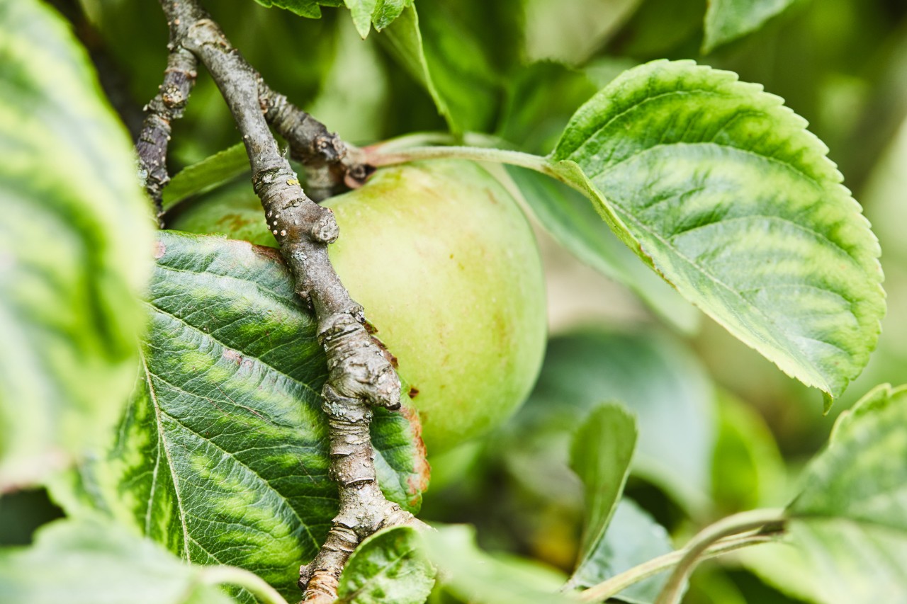 Green apple on a branch