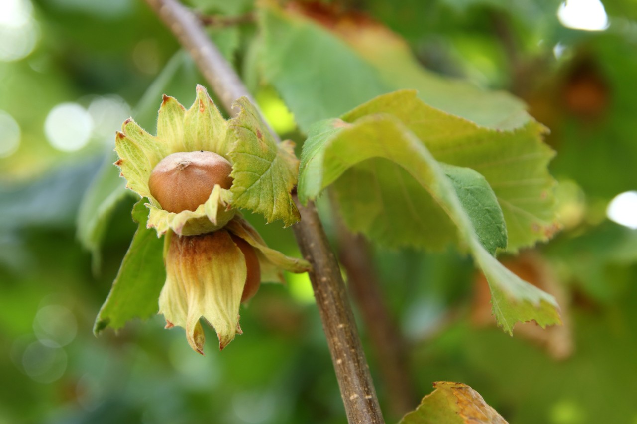 Sprig with hazelnut