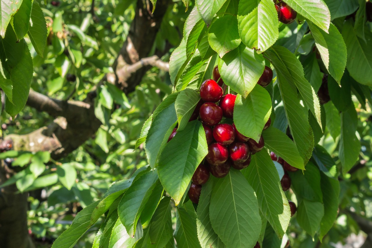 Cherry tree with ripe fruits