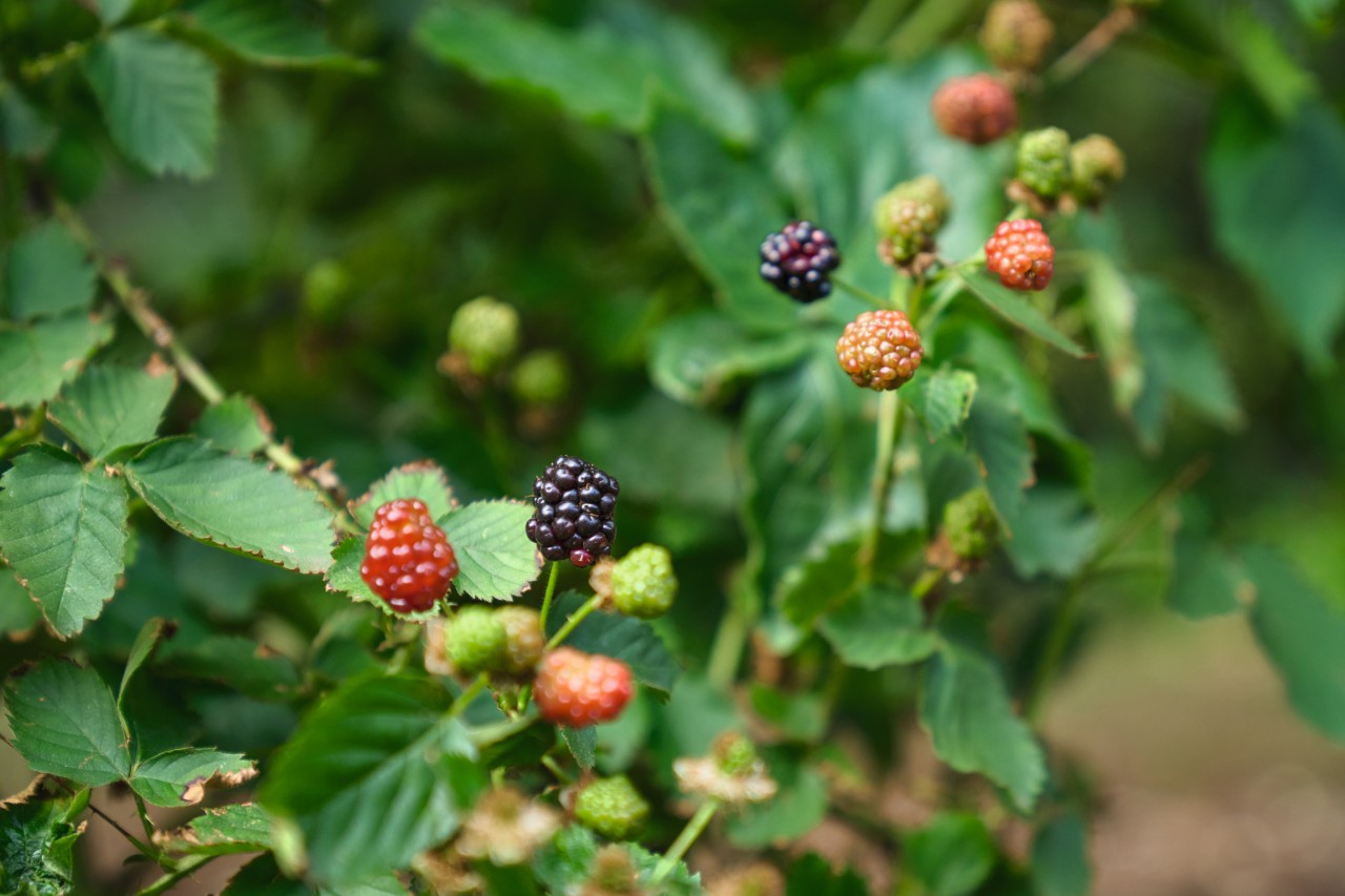 Shrub with ripe and unripe blackberries