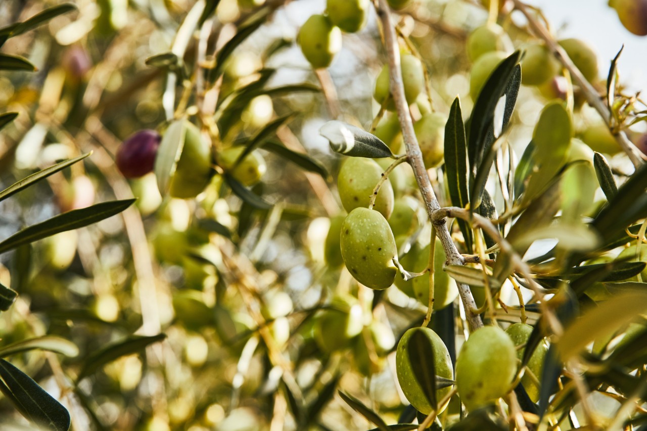 Close-up of an olive branch