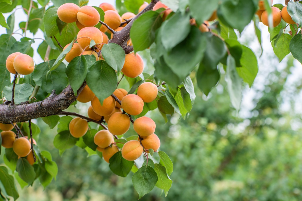Lots of apricots on a tree