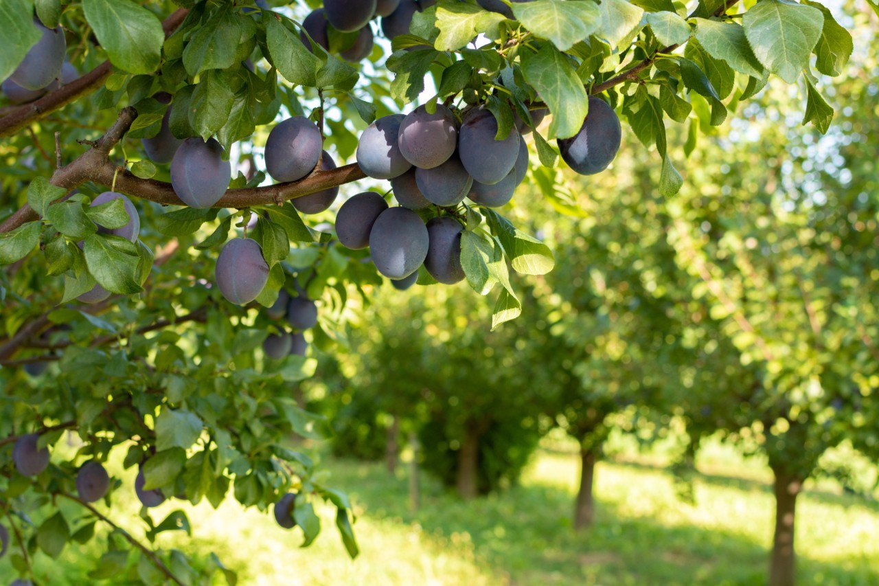 A plum tree with ripe fruits in an orchard
