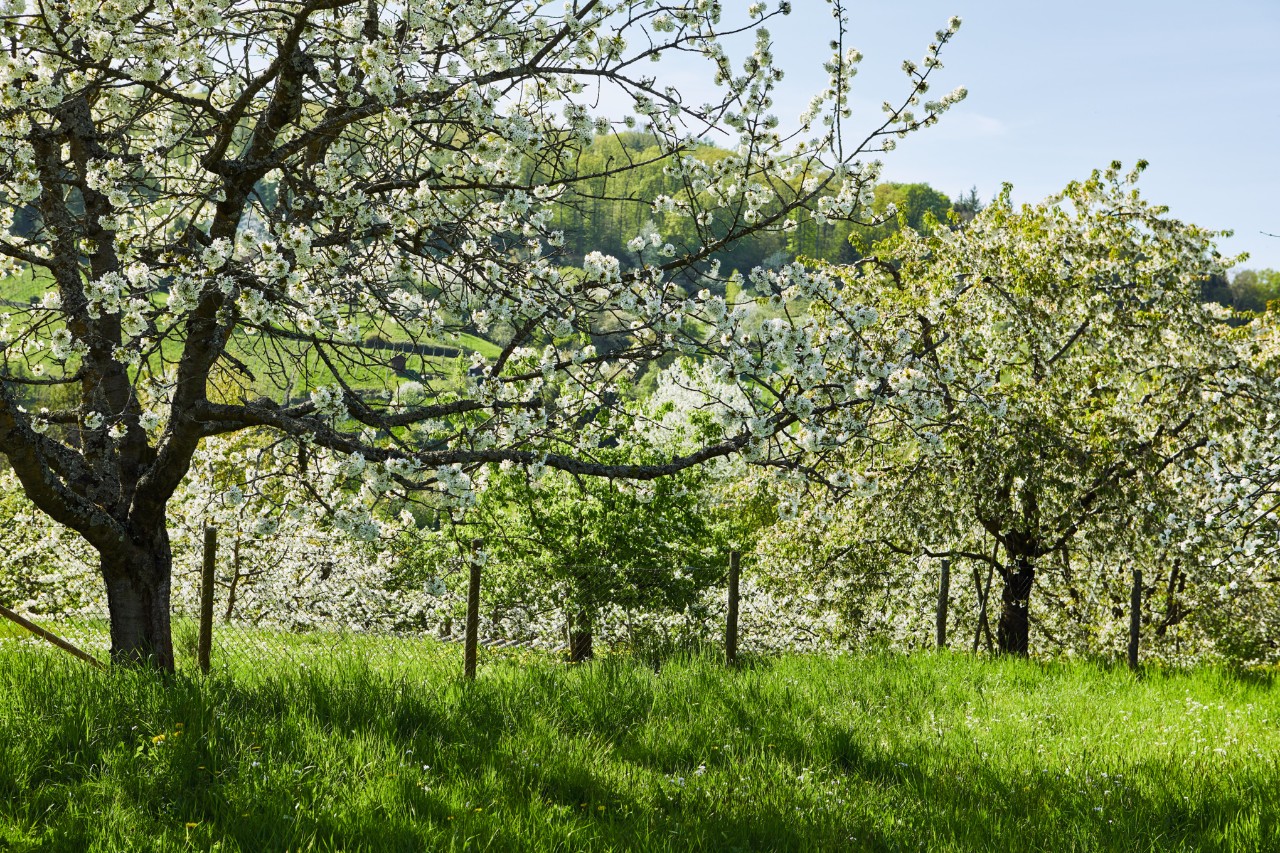 Nature shot of flowering fruit trees in an orchard