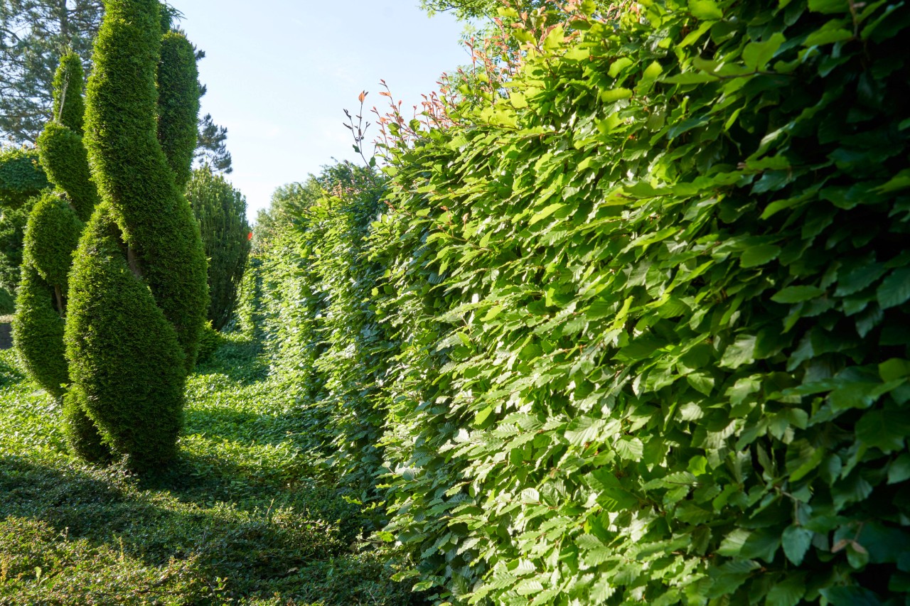 Artfully shaped beeches in front of a beech hedge