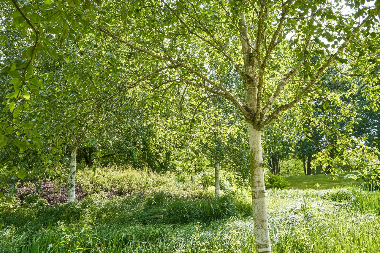 Silver birches in a green meadow