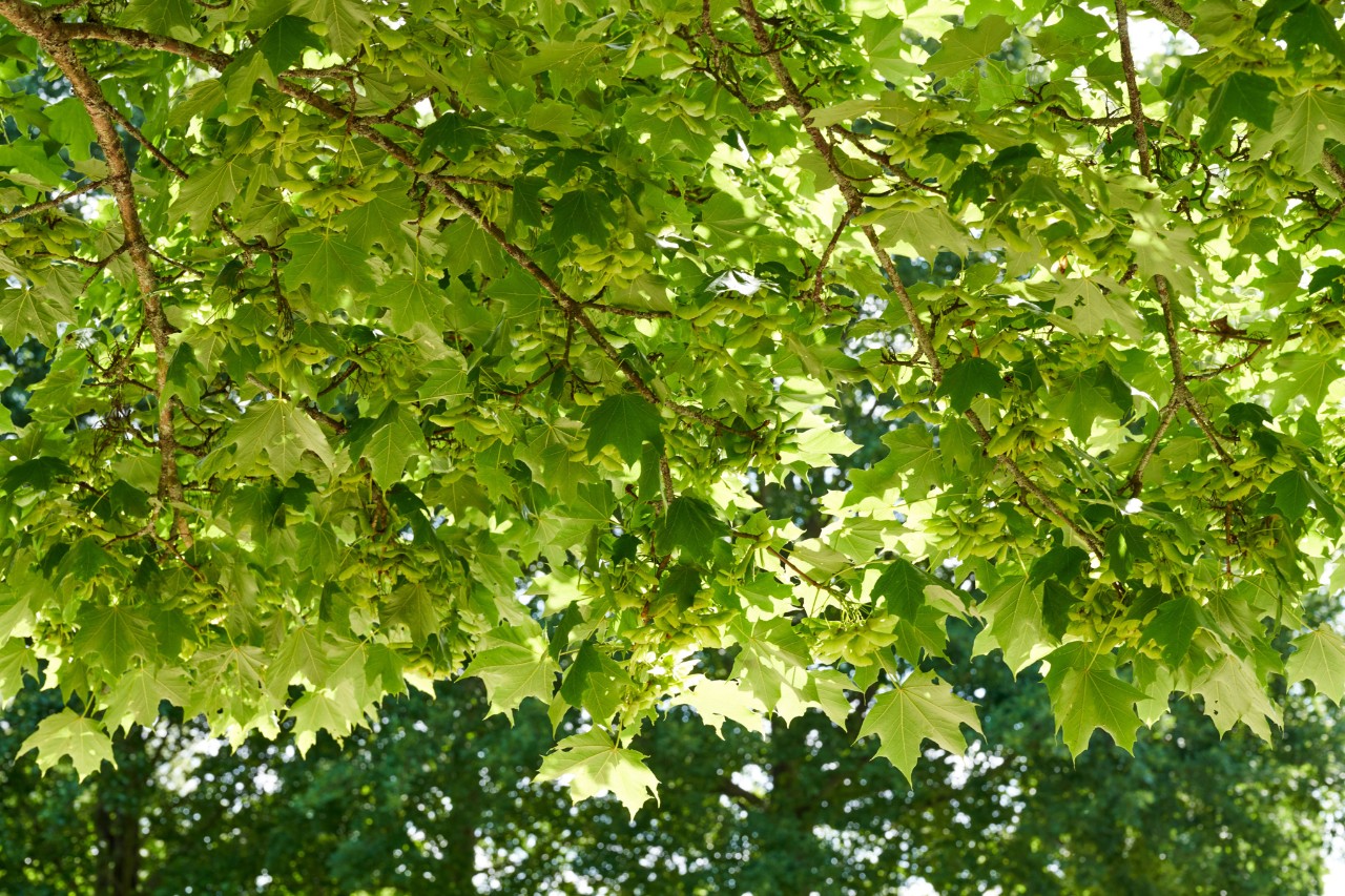 Dense, green foliage on a Norway maple