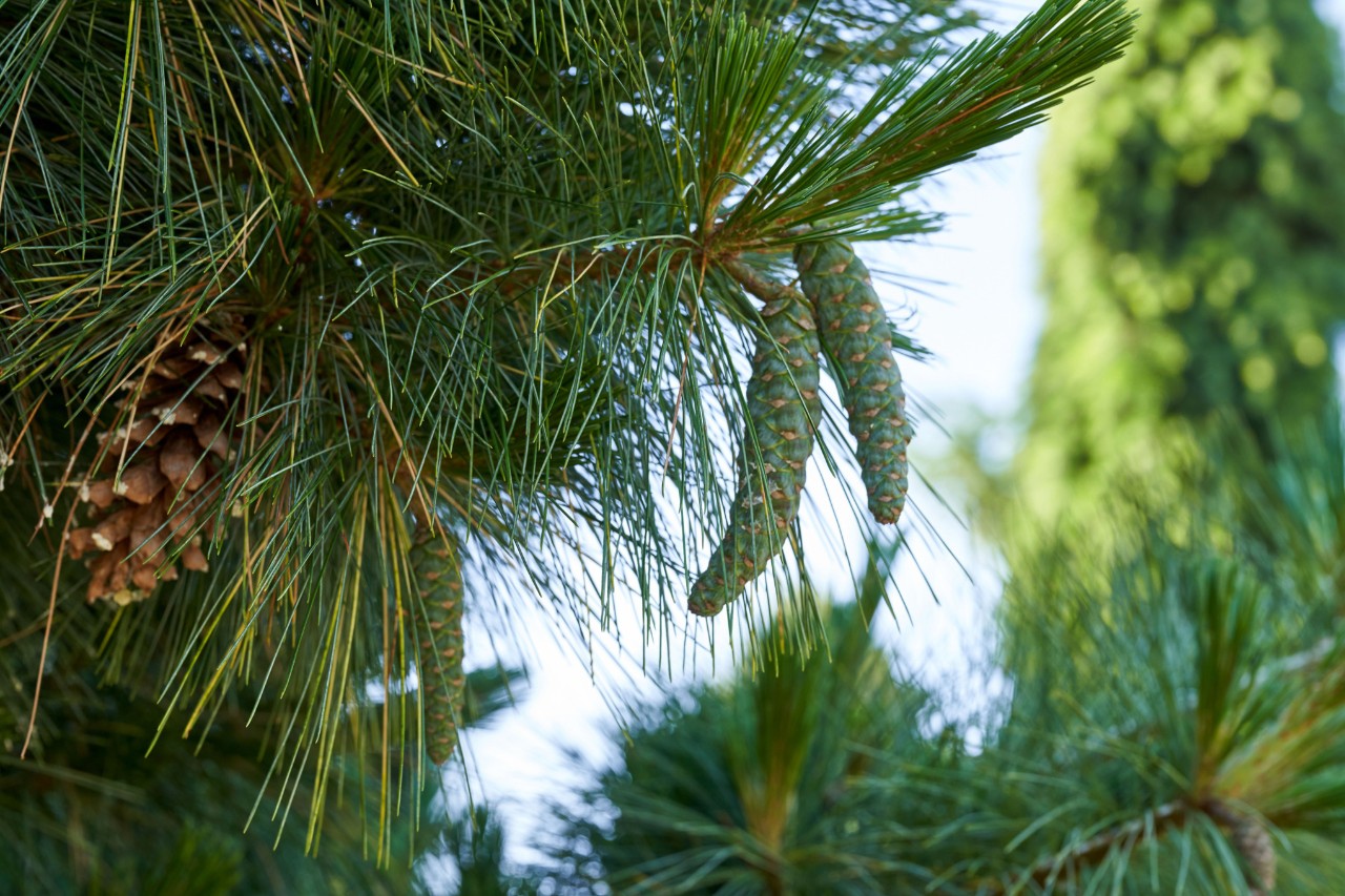 Close-up of a Schwerin’s pine with pine cones
