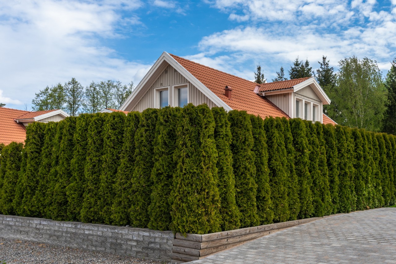 House with garden, surrounded by dense hedging