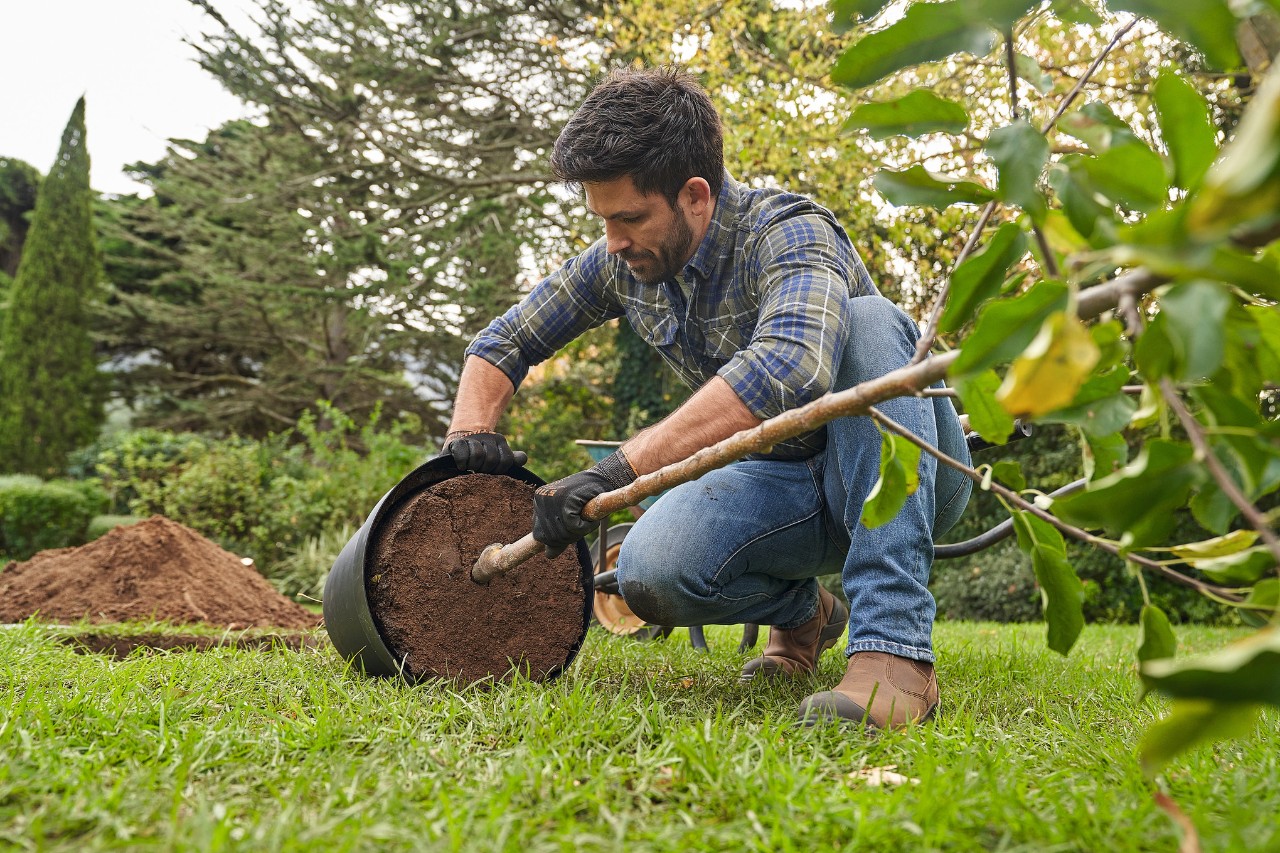 A man checking the rootball of a potted deciduous tree