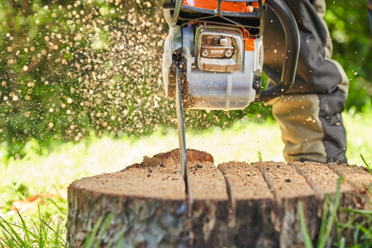 Close-up of someone preparing to remove a tree stump by sawing into it with the STIHL MS 162 chainsaw