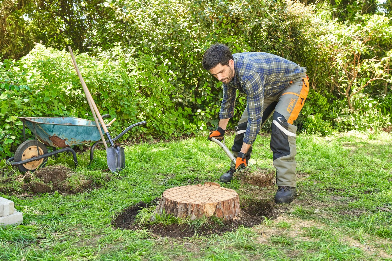 A man digging a shallow trench around a tree stump with a spade