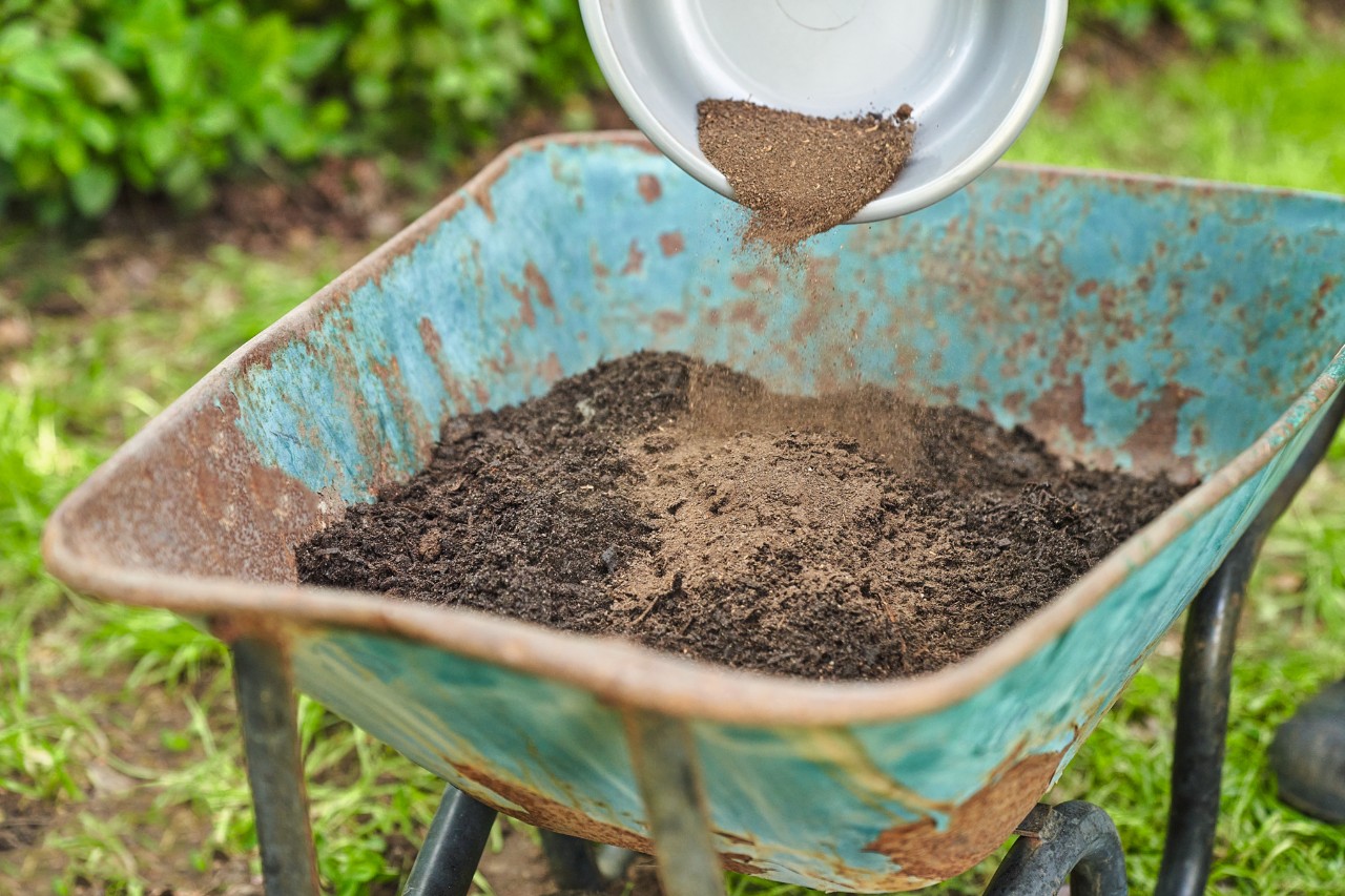 Close-up of fertiliser being scattered on sieved compost inside a wheelbarrow