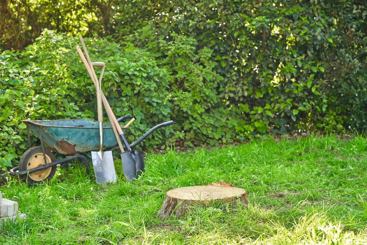 A sawn-down tree stump on a garden plot with a wheelbarrow and spade in the background